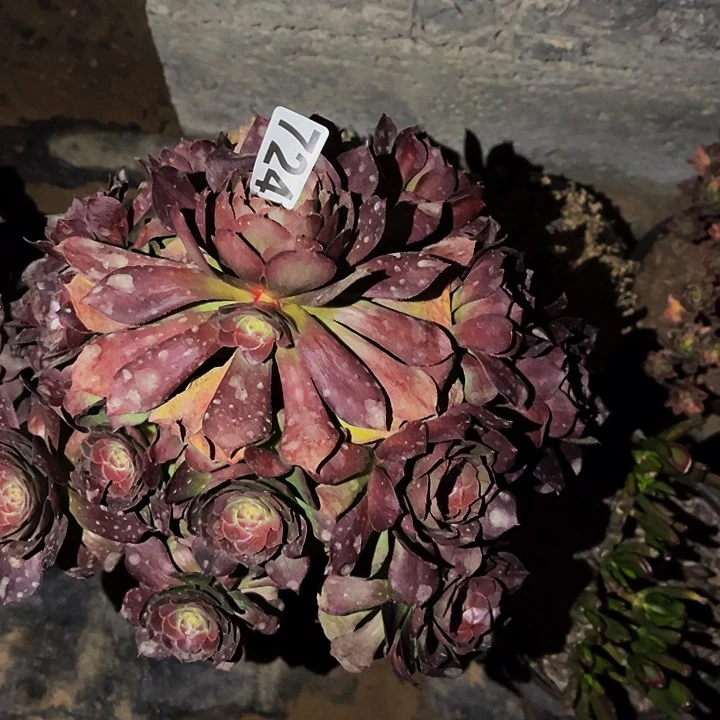 724桃花石多肉植物