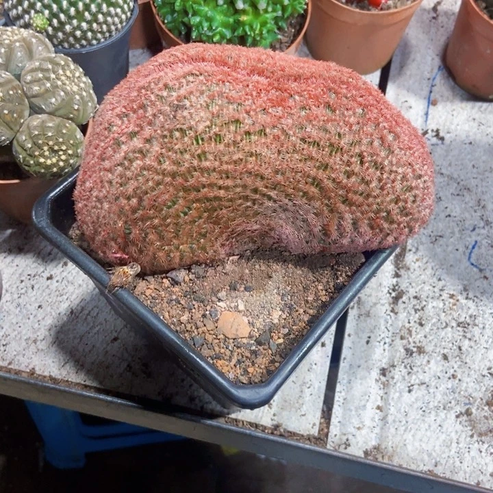 无花朵太阳嘴111111111111111个