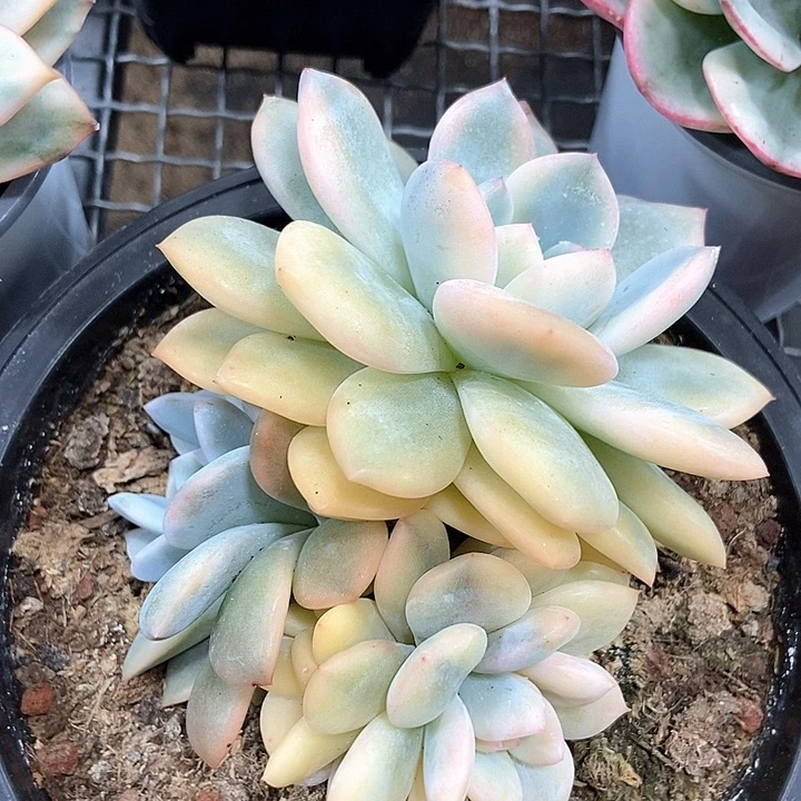 橙梦露锦多肉植物