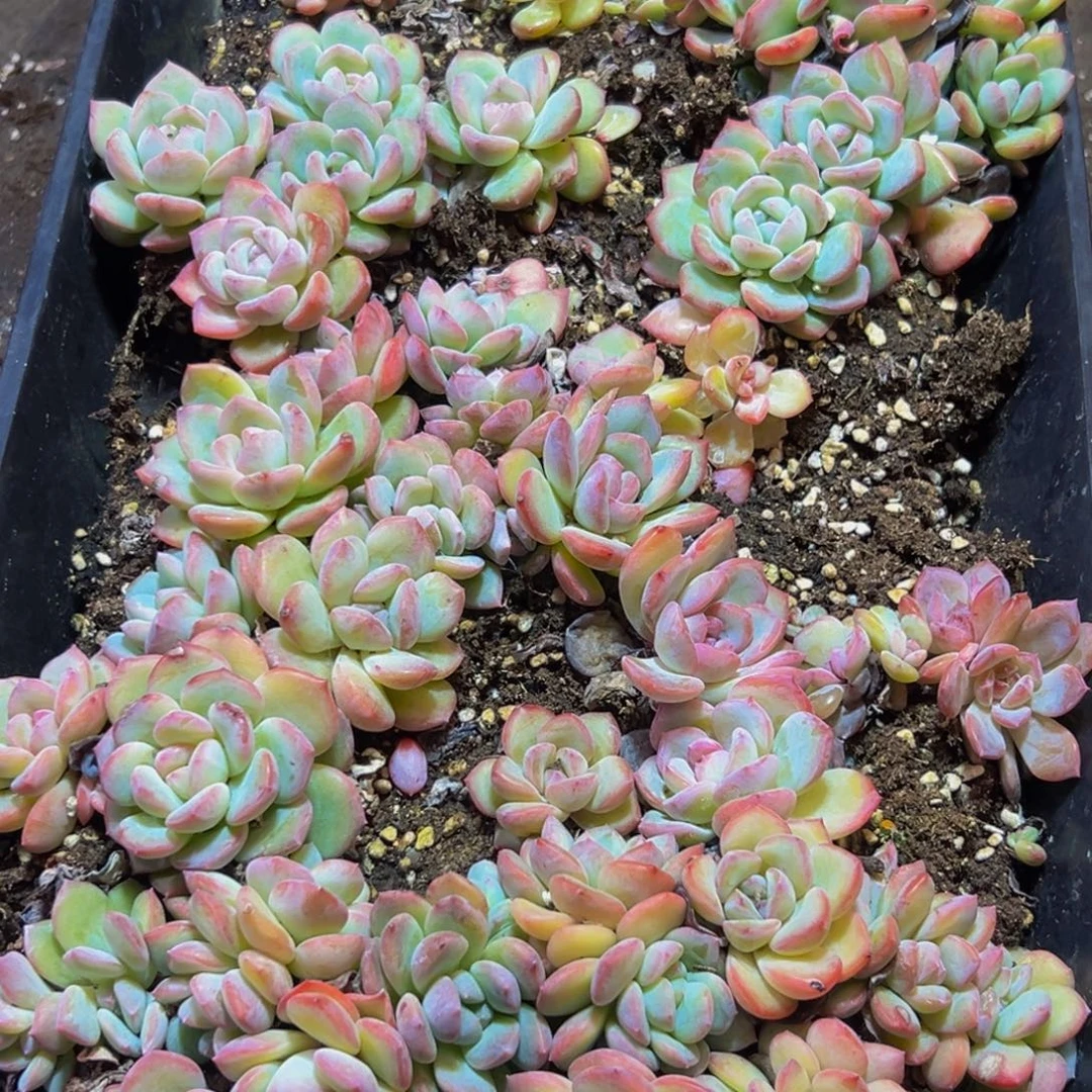 030多肉的小龙虾和脱土发货