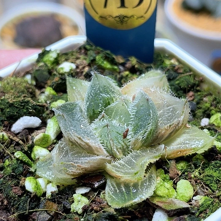 719毛玉露錦一物一拍