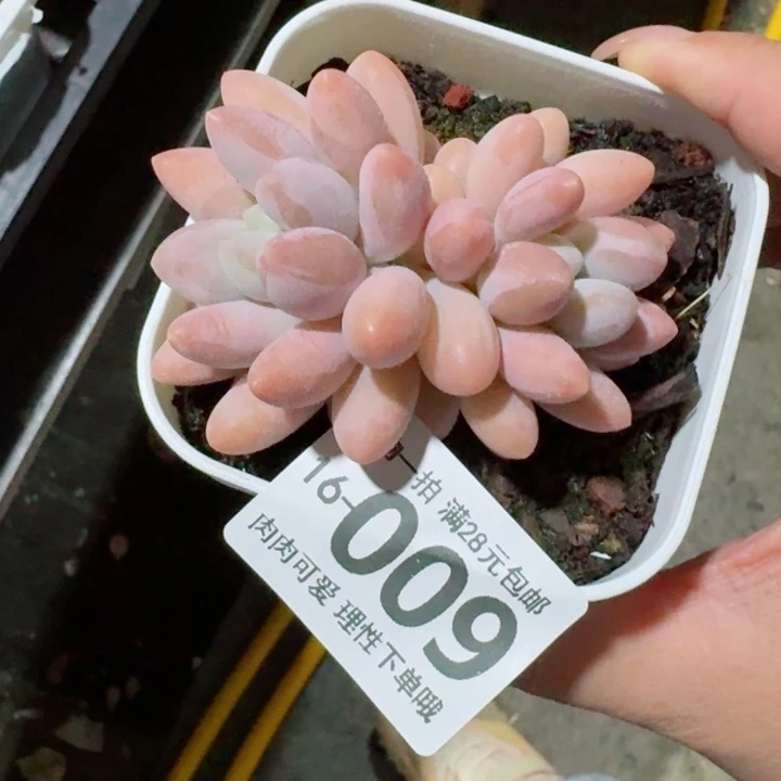 汤圆无盆土发货多肉多
