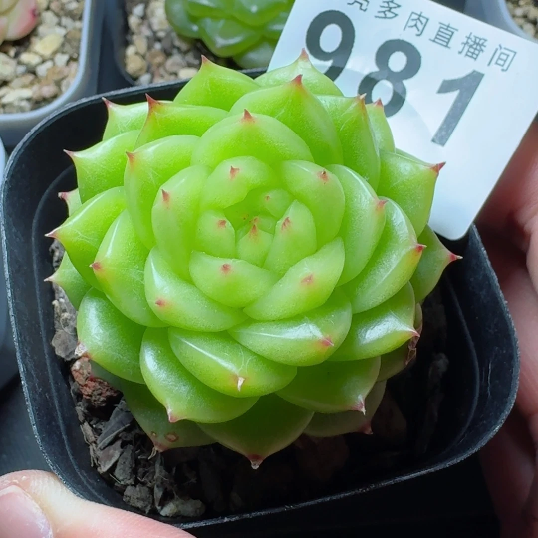 杜若珍妮            精美多肉植物