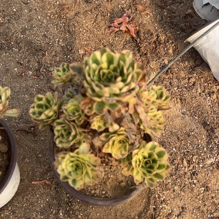 白兰地手捧多肉植物量