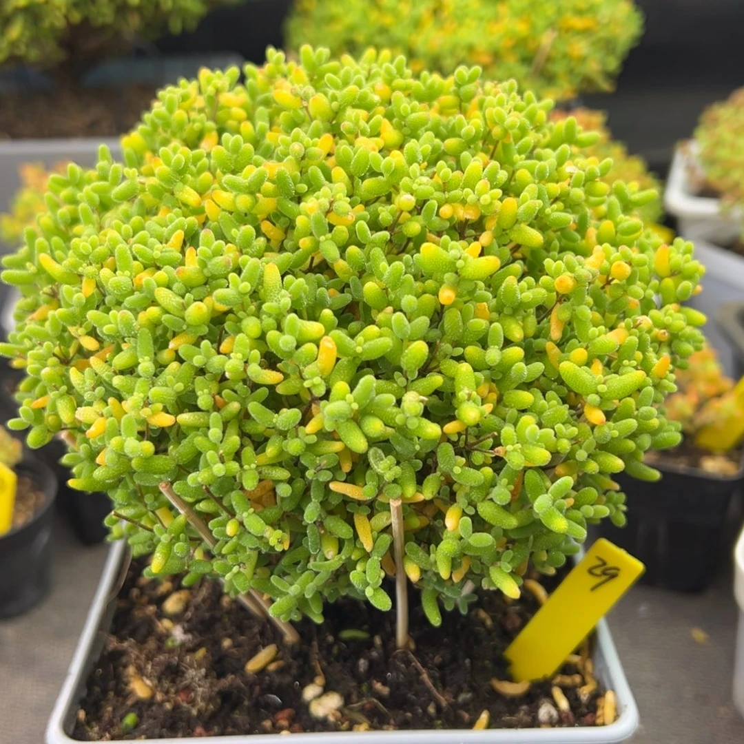 蜜橘糖球29号12cm盆