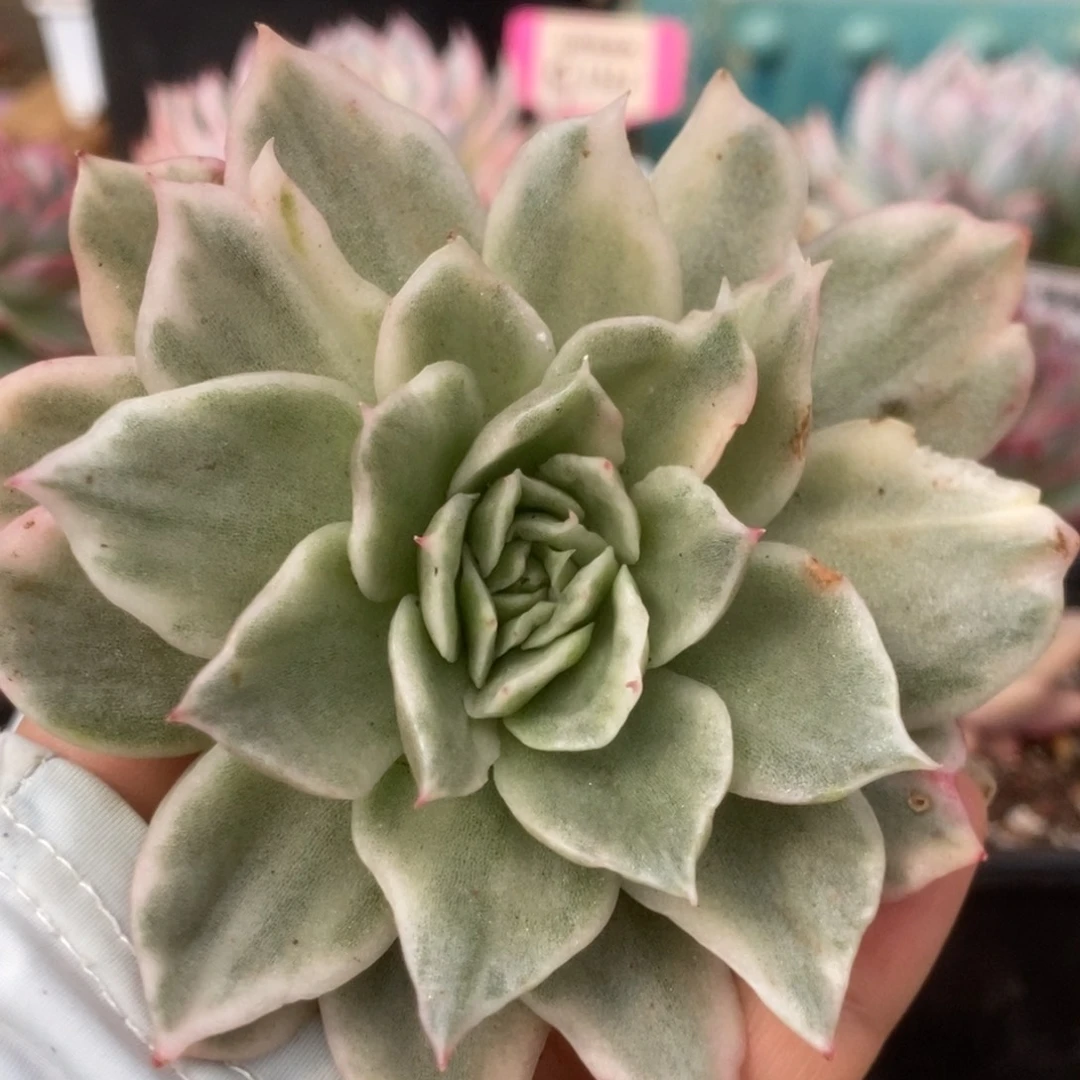 11翠花杂头盖锦锦锦锦锦锦锦