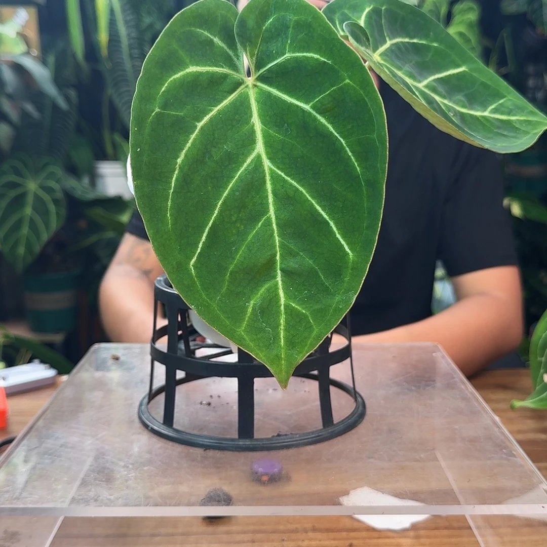 清***月无花朵一物一拍B601