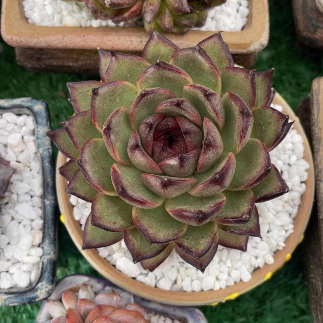 多肉植物盆栽多肉