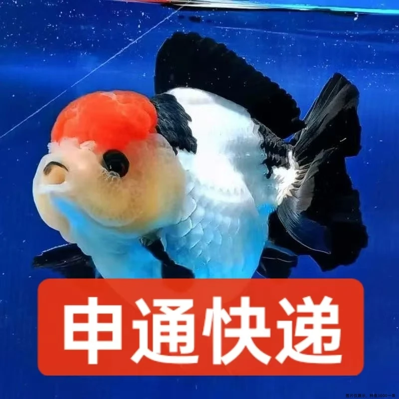 精品苗冷水玛丽观赏鱼 收到货请录制开箱视频否则不予售后