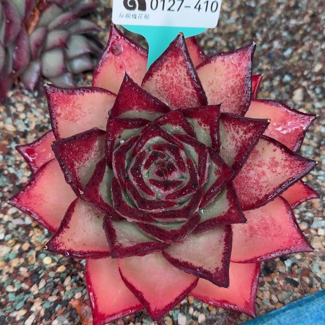 从前慢花园东云系0127-410