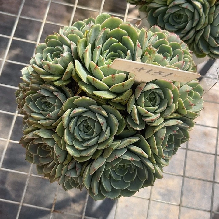 稻***香晨语多肉，一物一拍，131