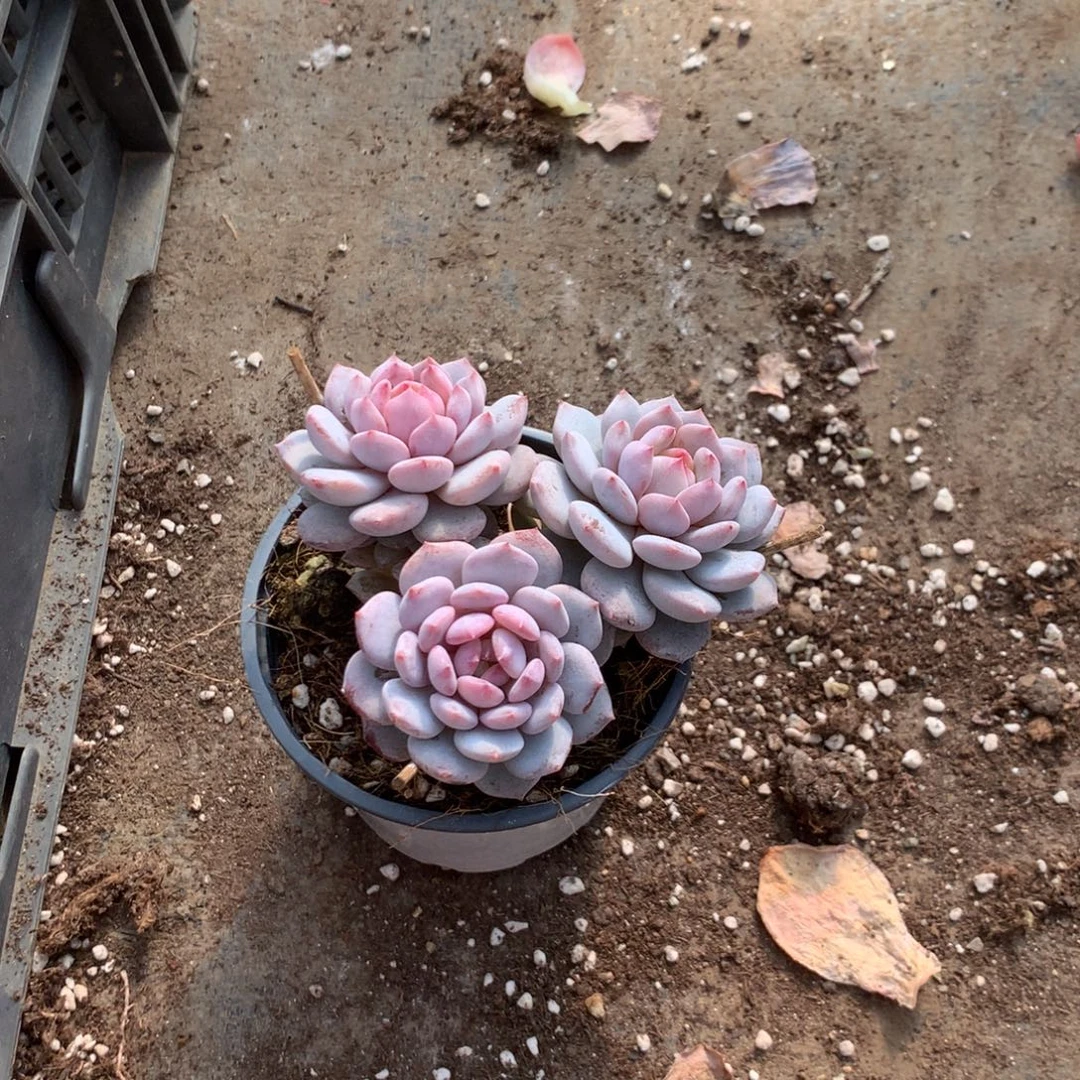 人工关节治疗技术在国内外同行