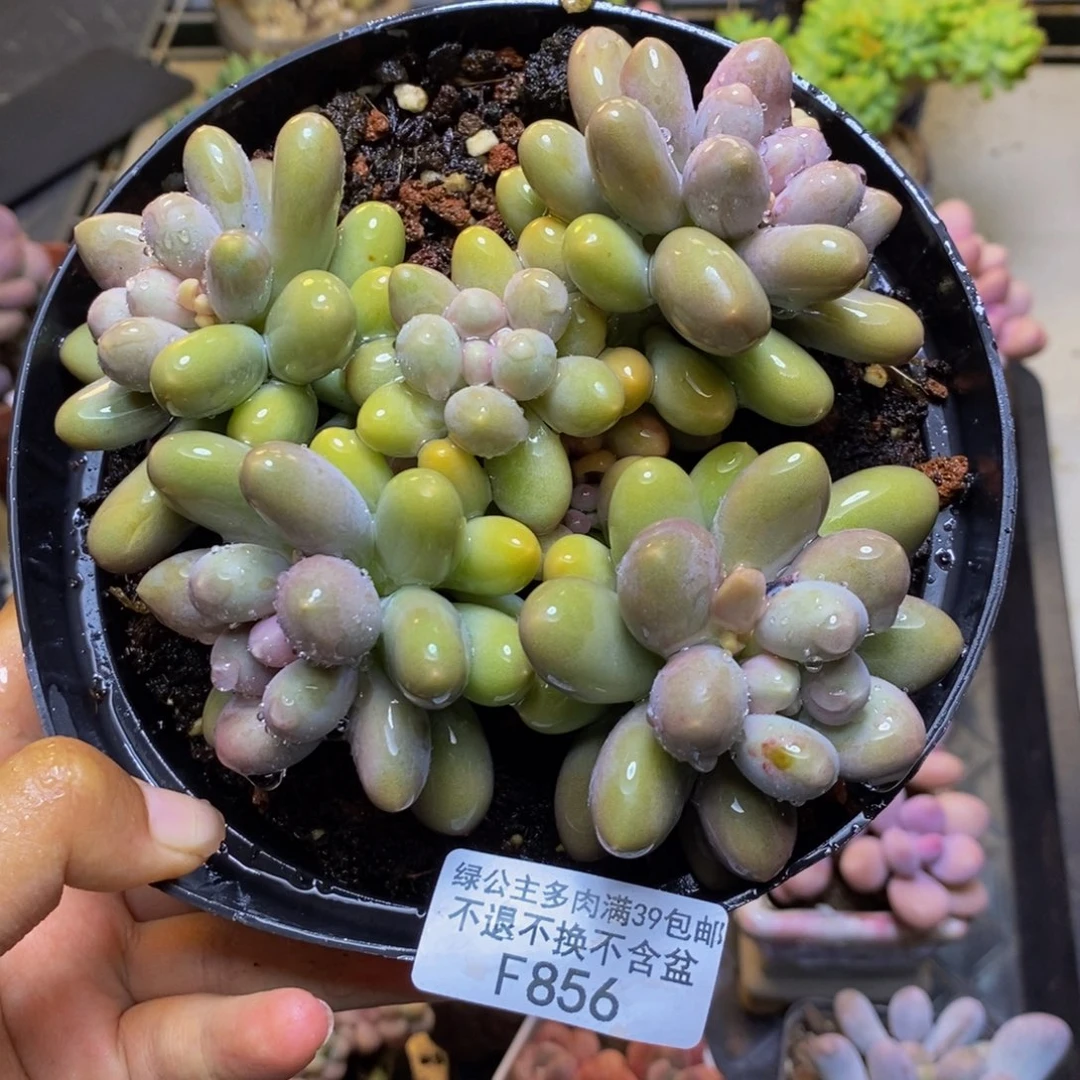 856蛋黄奶多肉15c m
