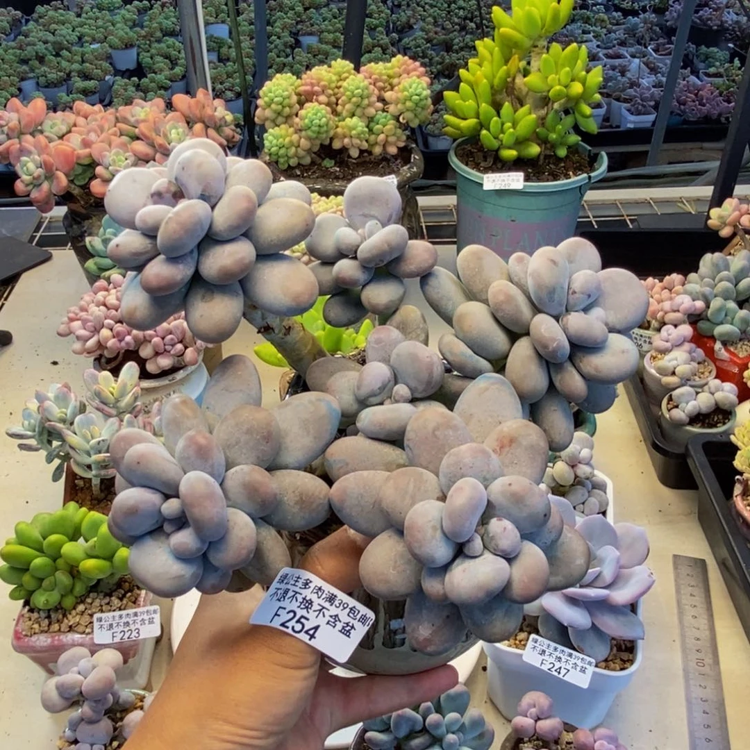 254芭比奶多肉15c m