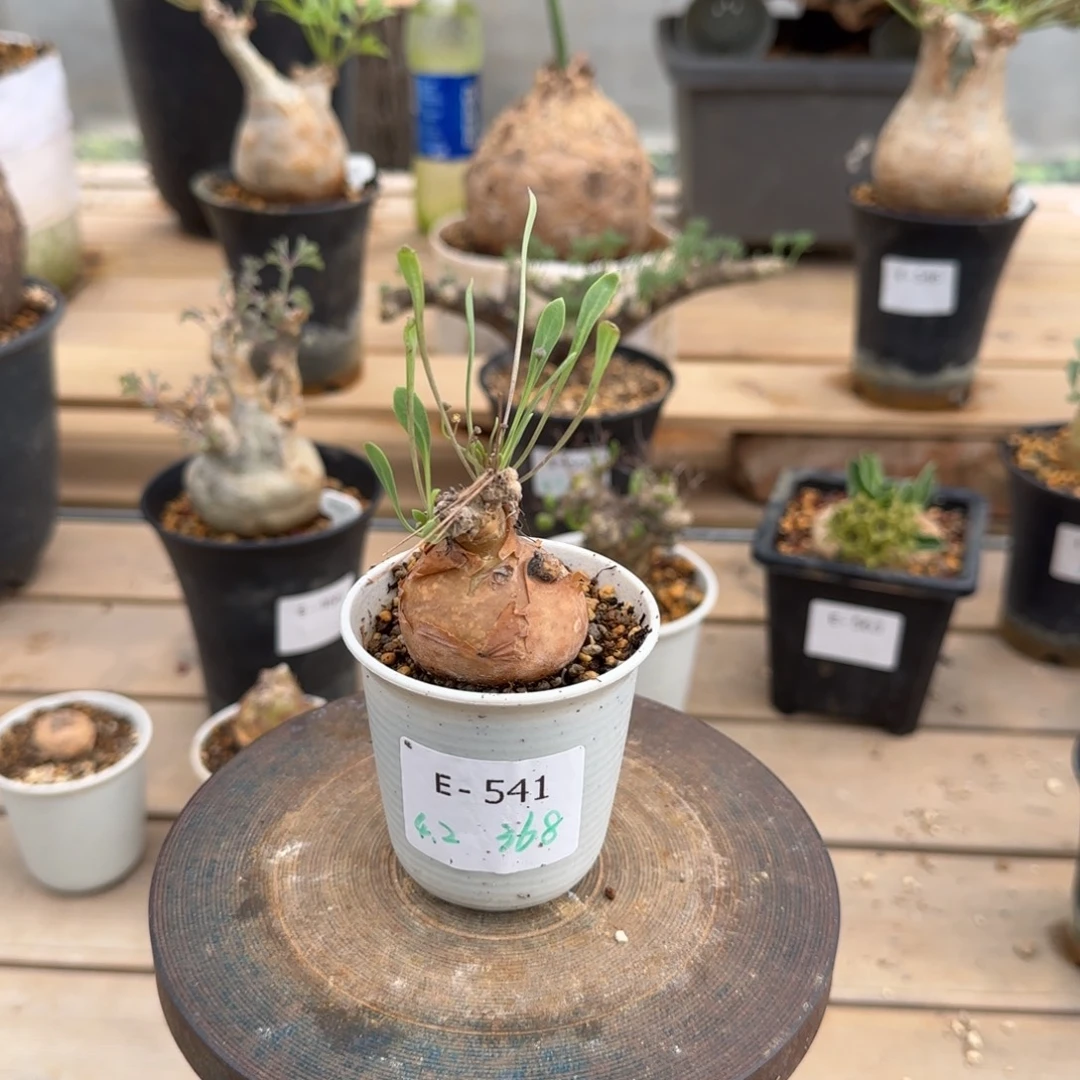 541开普敦厚敦菊块根植物
