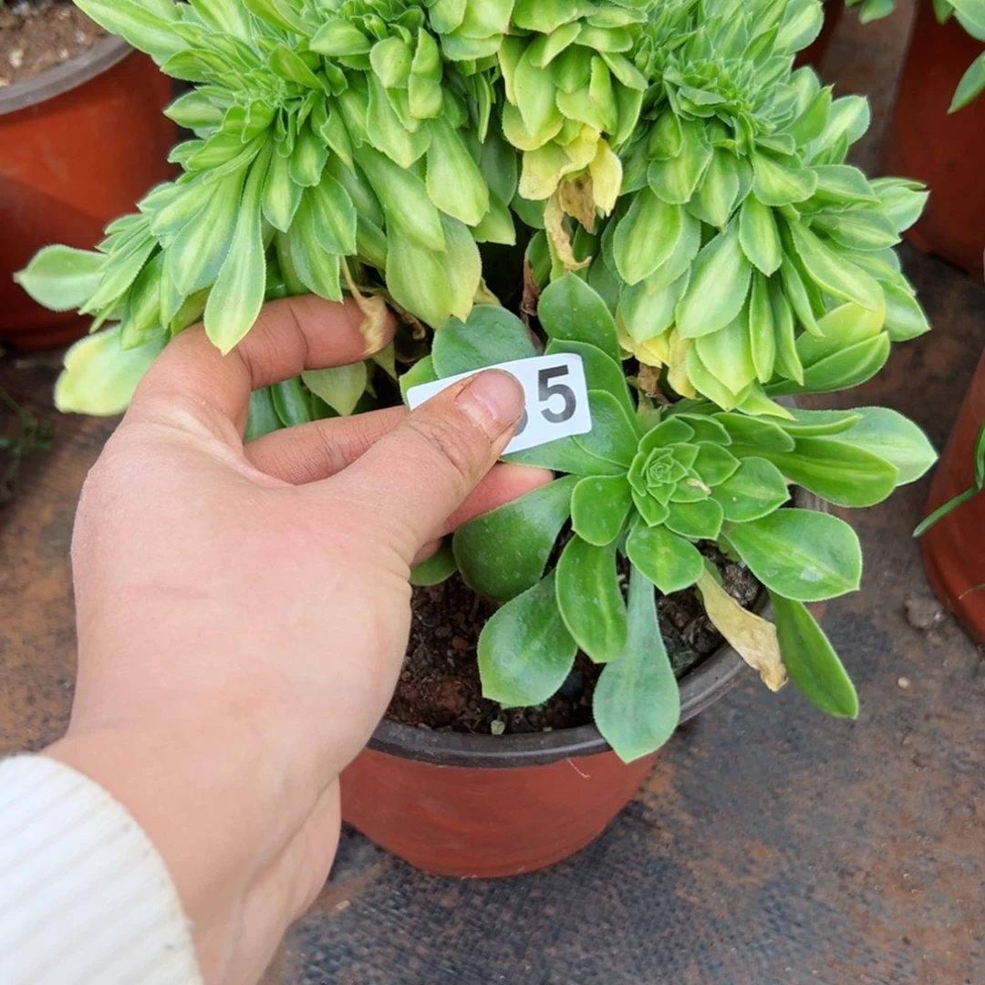 35 号多肉植物法师新年福利来.