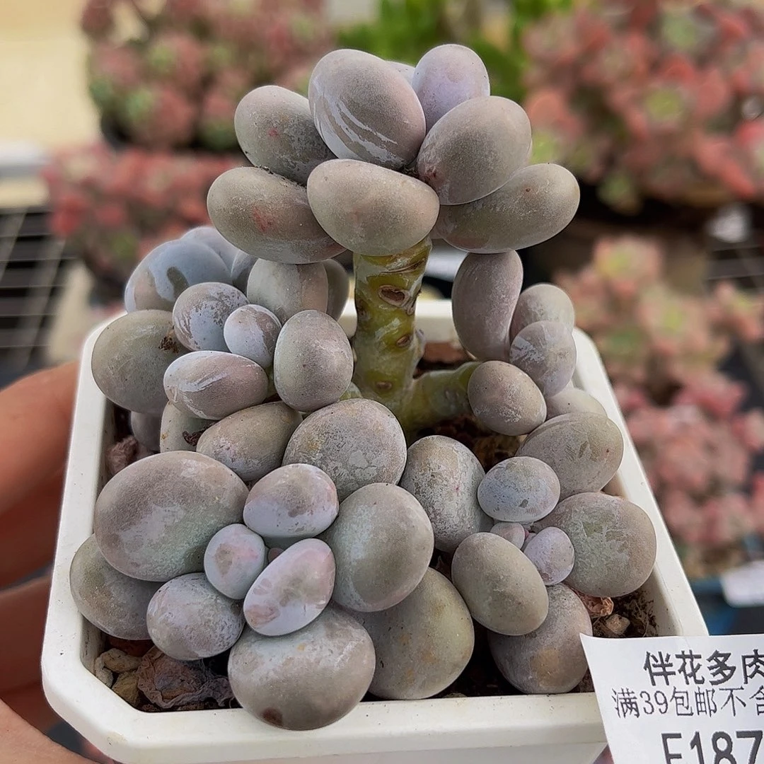 187-原始奶多肉6cm
