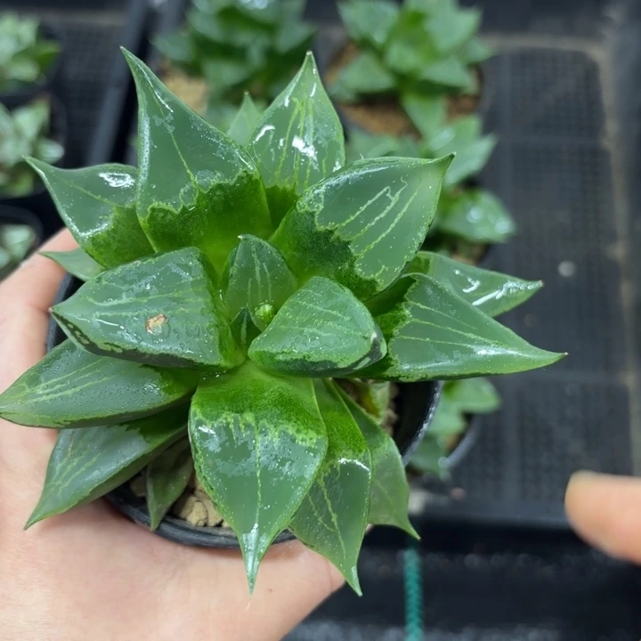 母本裹般若多肉植物