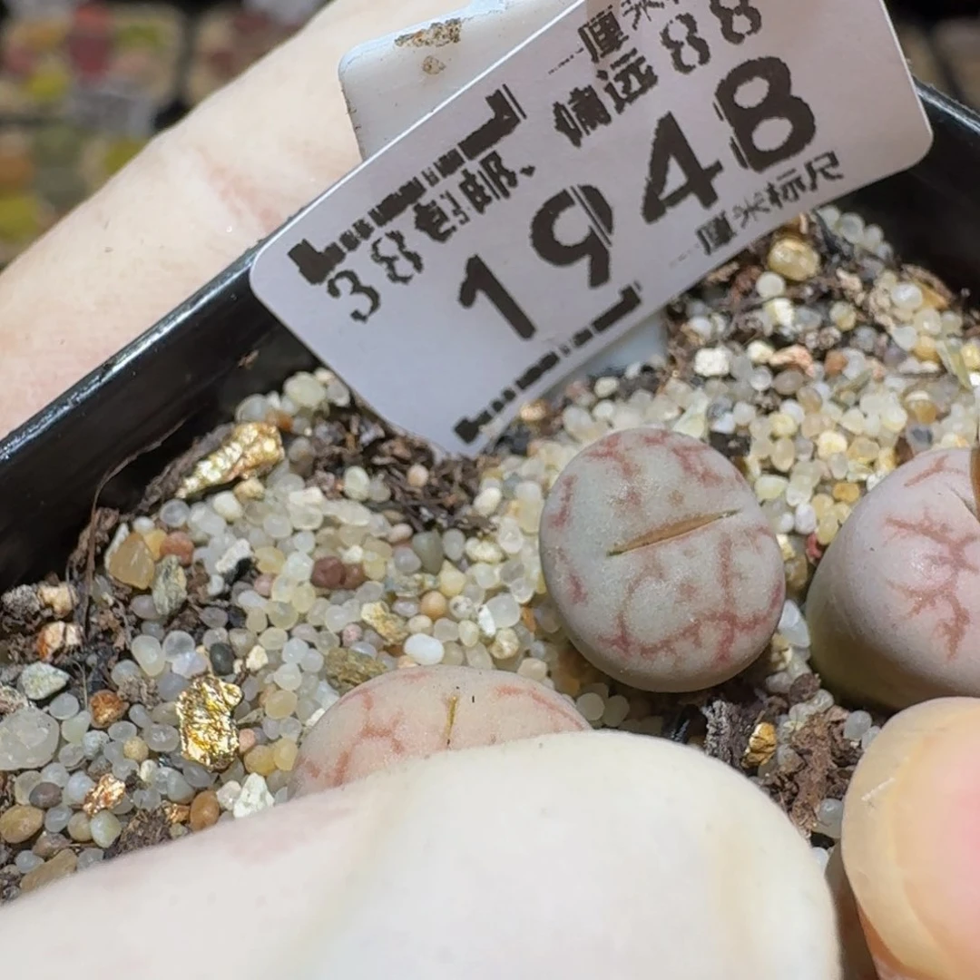 冰***芦Sssss精品生石花1948