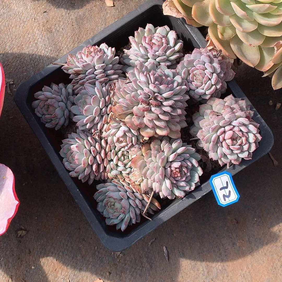 72鲁冰 一物一拍多肉