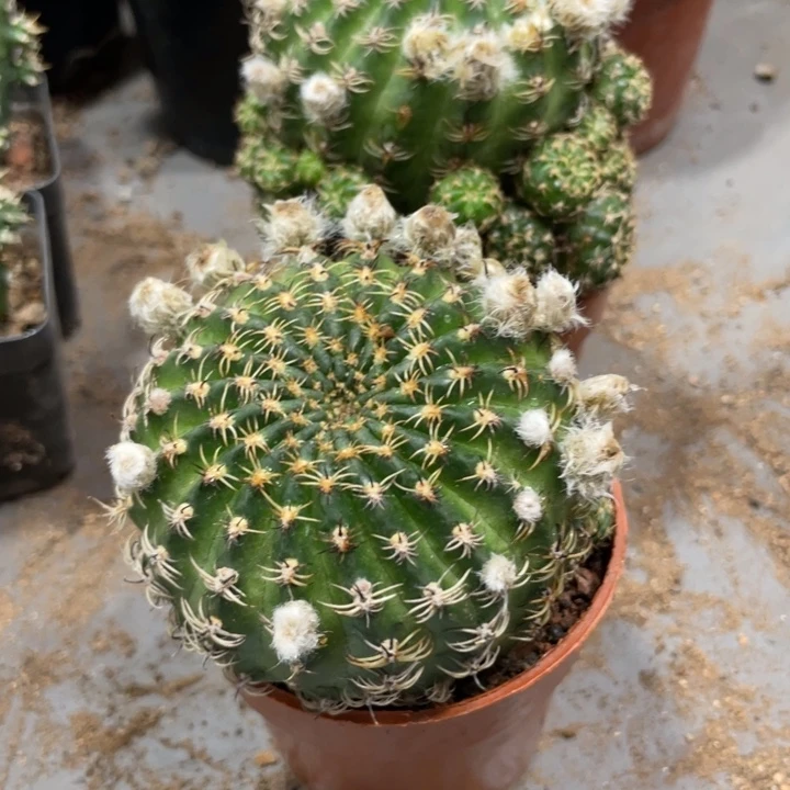 群生丽花阳春丸带花苞一杯