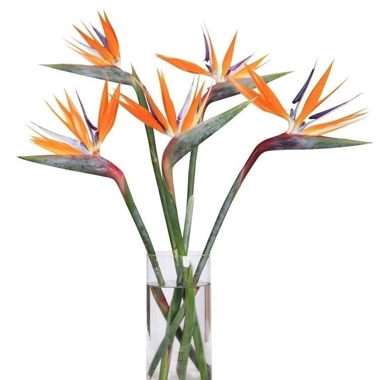 天堂鸟鹤望兰  高端花材云南鲜花基地直发水养鲜花客厅装饰鲜切花