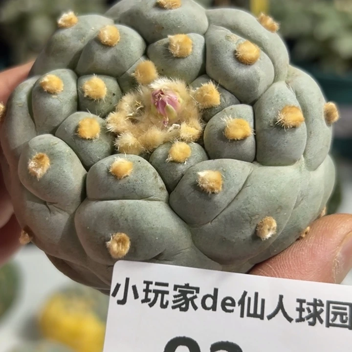 93可节后发货 可帮发根