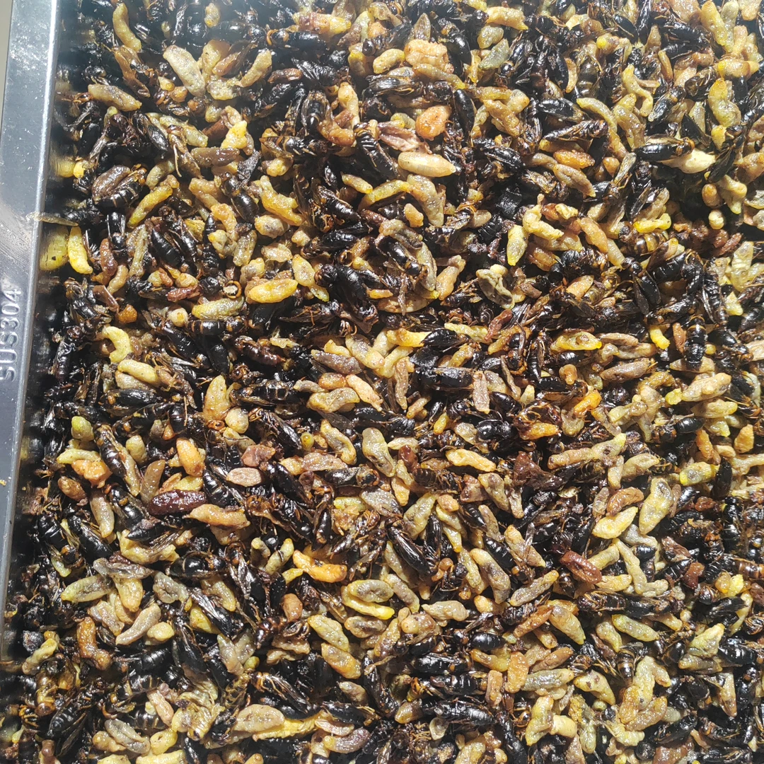 34级油炸蜂蛹介意有内脏与翅膀的勿拍/一斤装