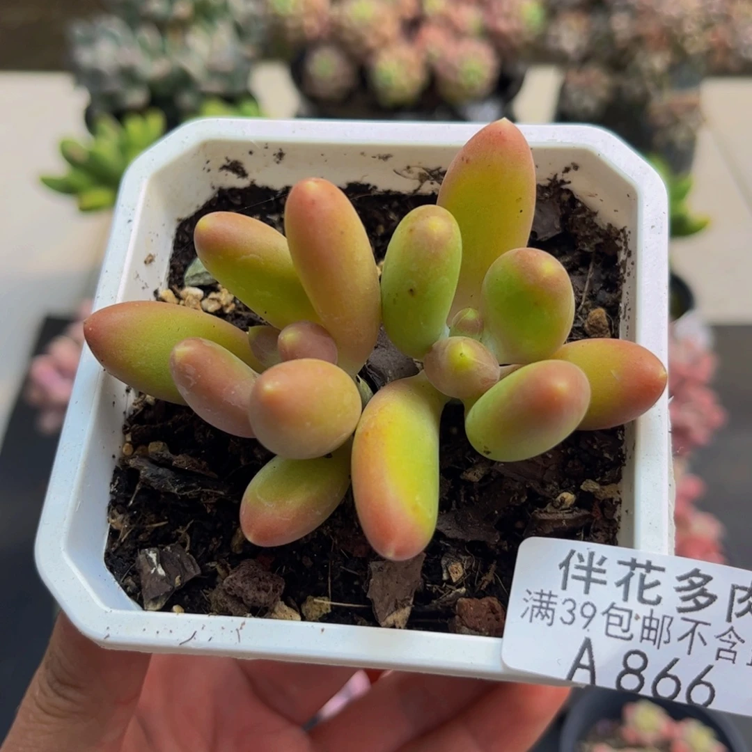 866芒果奶猫5cm多肉