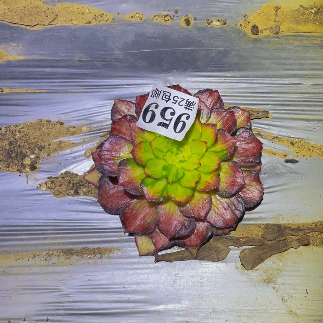 龙鳞多肉植物多肉959