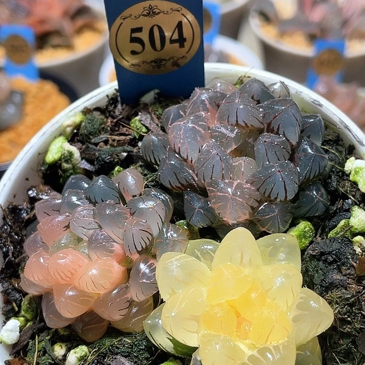 504拼盘一套特选福利
