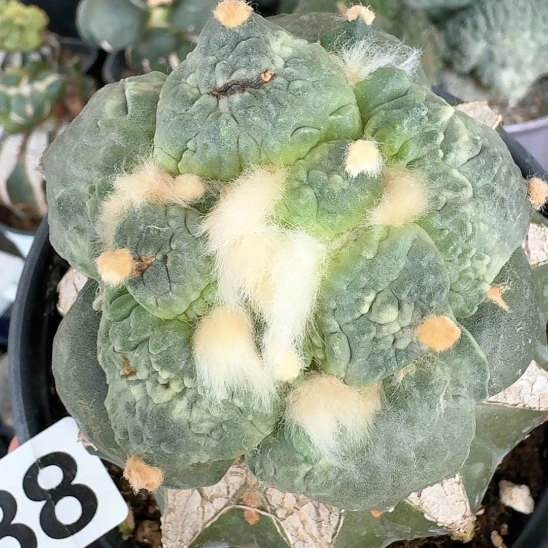 【闪购商品】无花朵胖*丸尤怒288