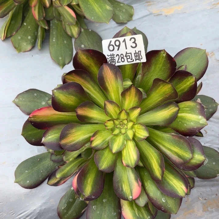 P. 6913七彩拉丝多肉