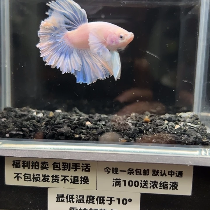斗鱼竞拍跑单拉黑27日96