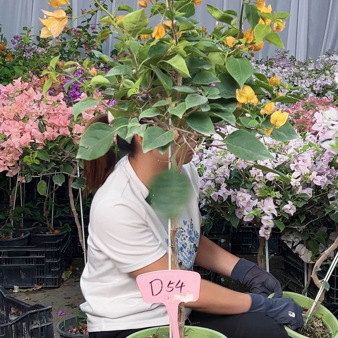 完全开放D54金色光辉