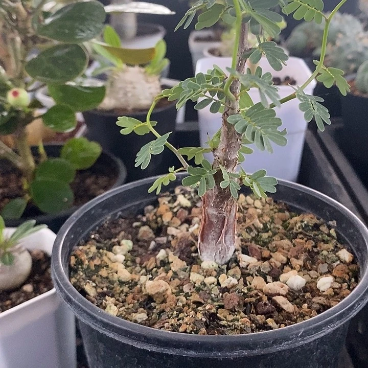 实生苏木，一物一拍，带盆