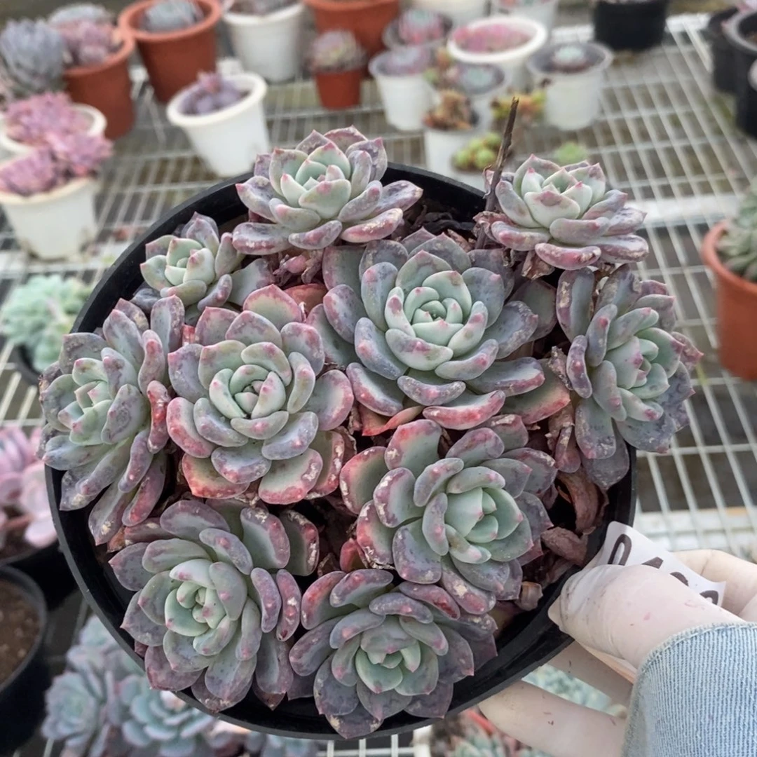 0400千山雪一物一拍