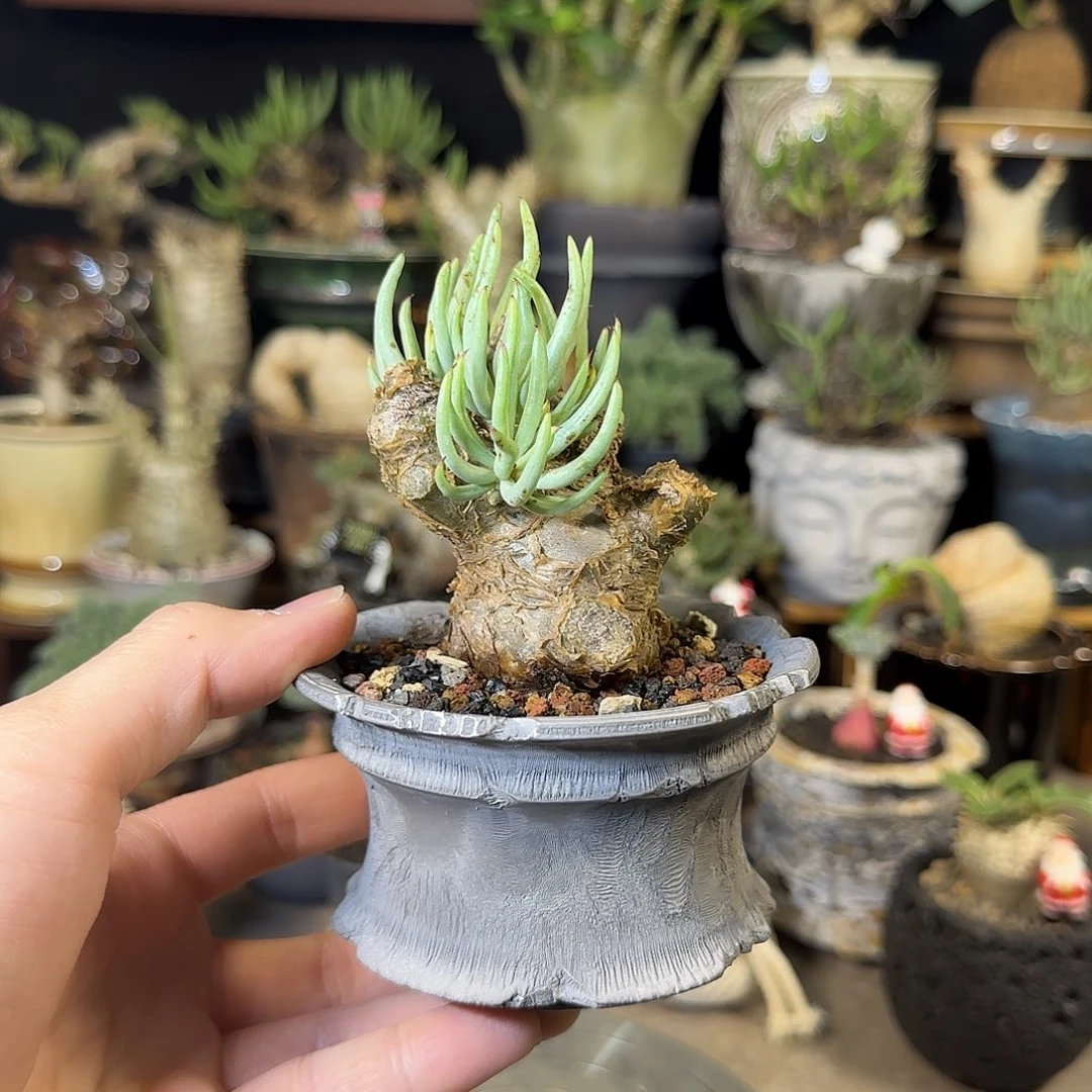 一物一拍白象奇峰锦360