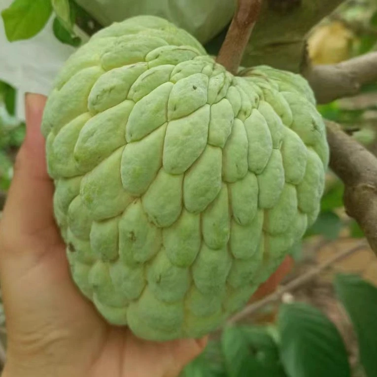 泰国大目释迦嫁接树南方热带果树盆栽地栽庭院种植