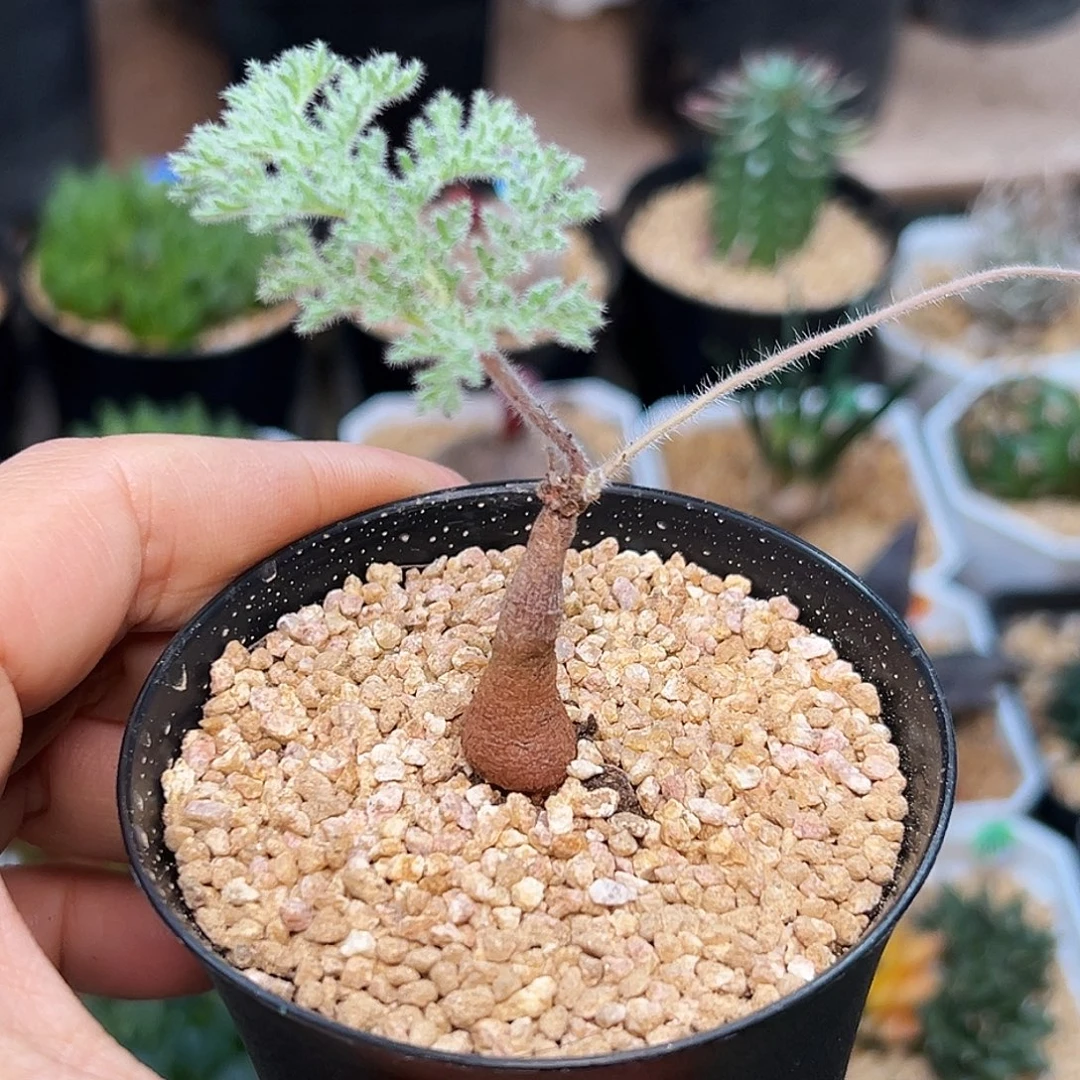 枯木洋葵母本一颗一颗