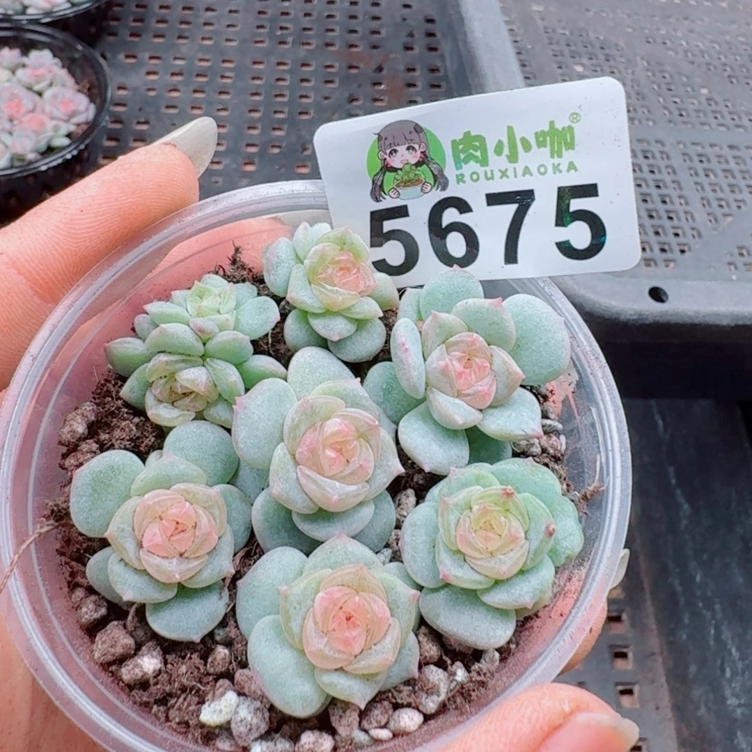 多肉植物多肉植物