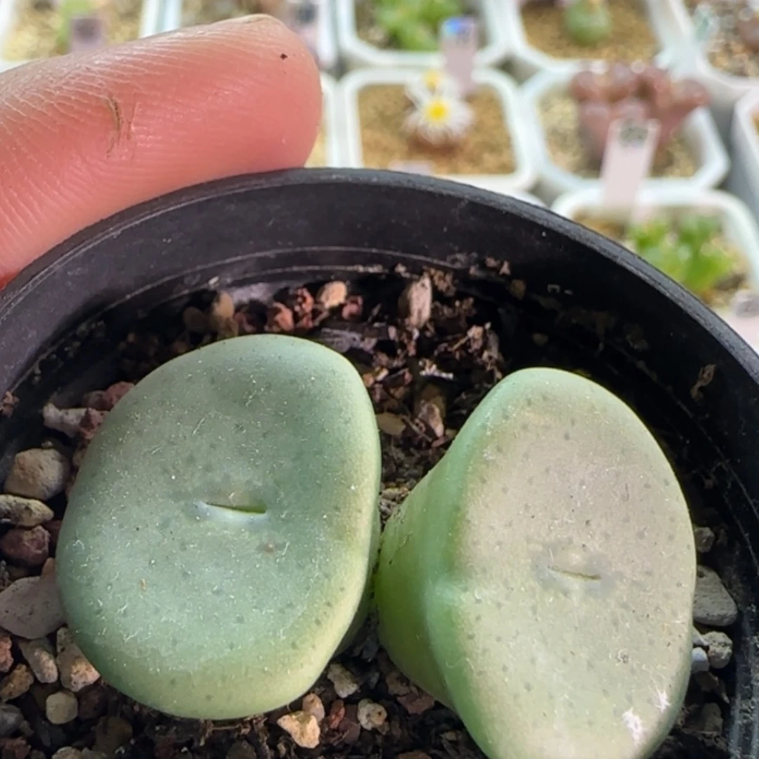 【闪购商品】19934酒杯