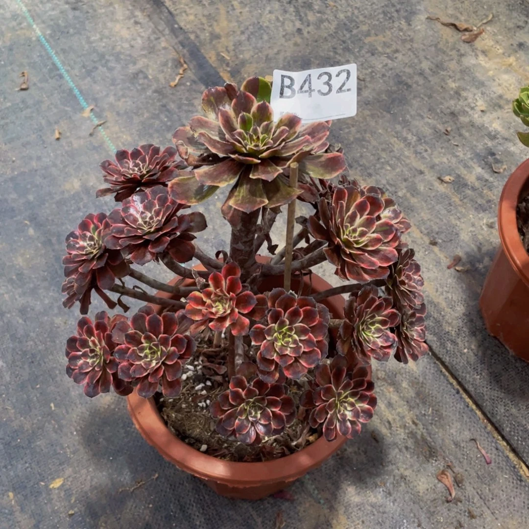 芬***方油墨画多肉植物432