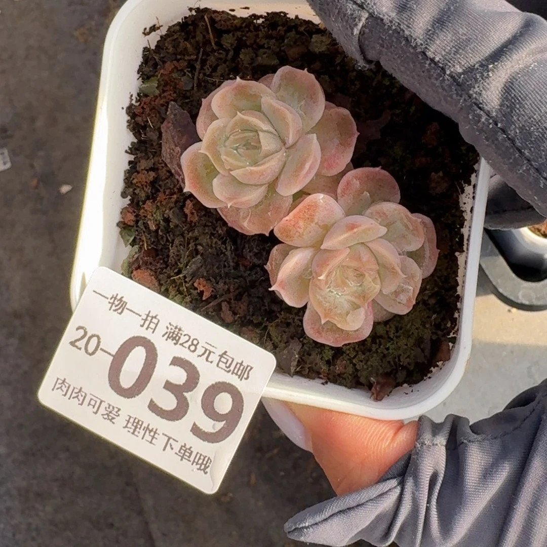 水晶虾饺无盆土发货