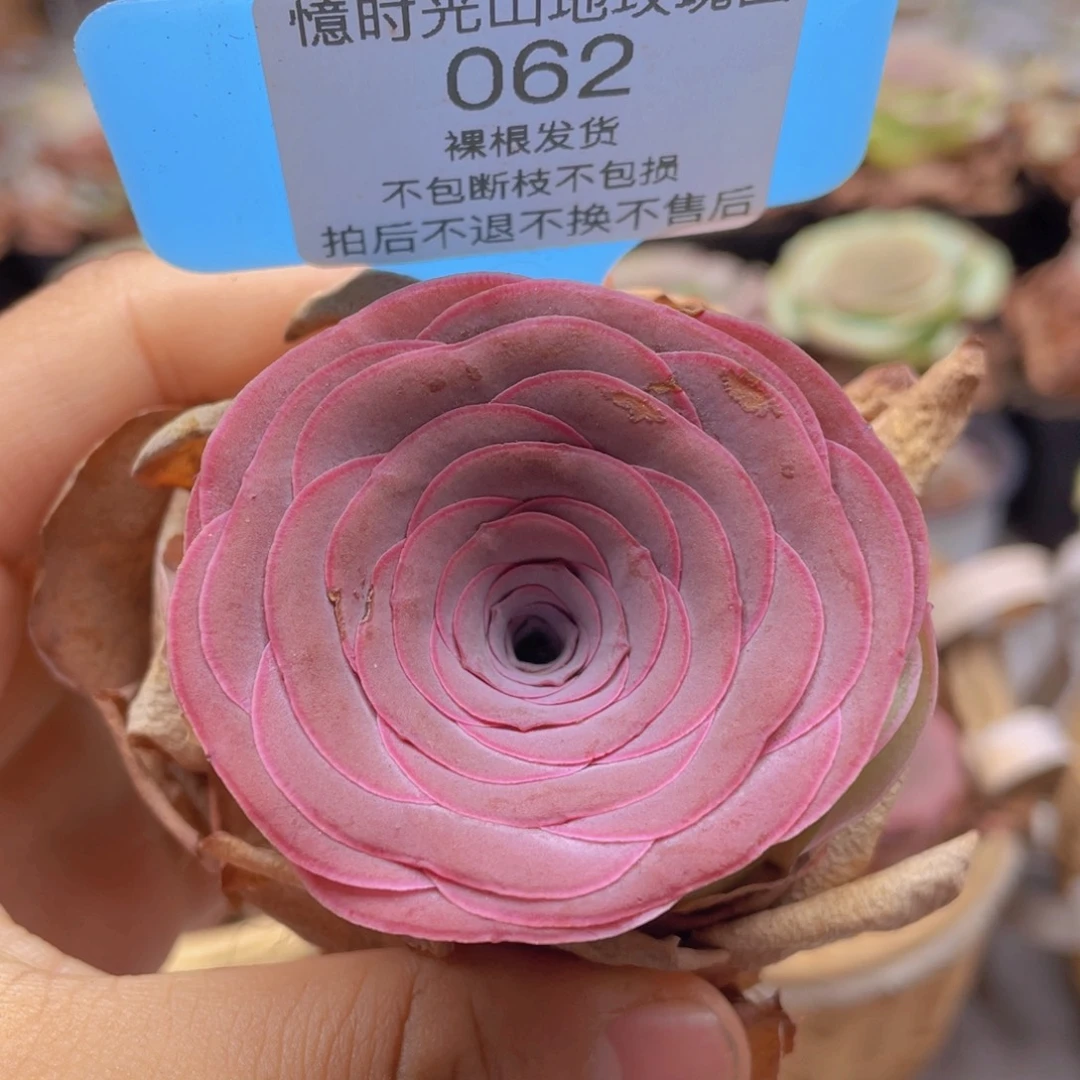 山地玫瑰062裸根发货不售后