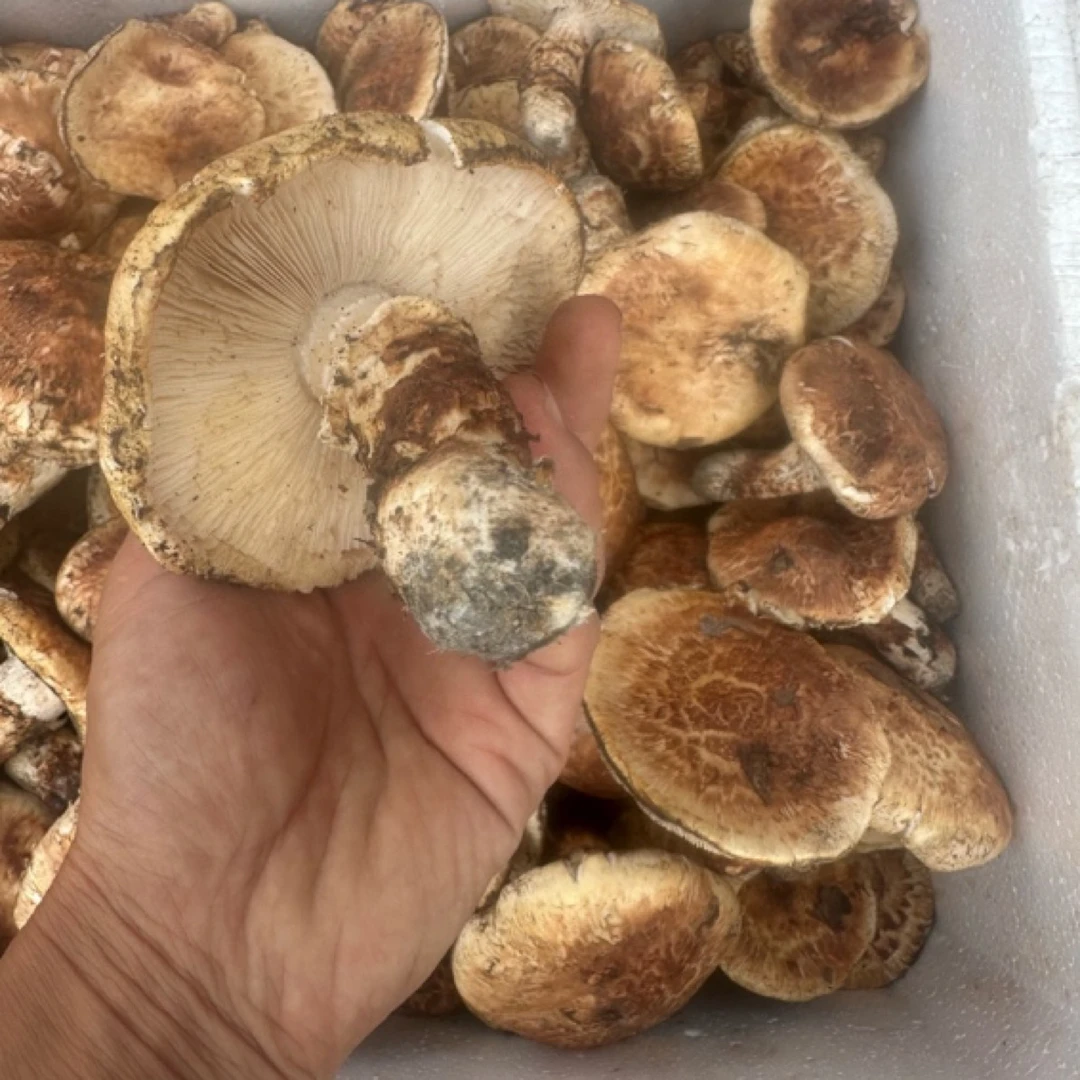 东北长白山脉新鲜花脚松茸当天采当天发顺丰冷链包邮野生鲜松茸