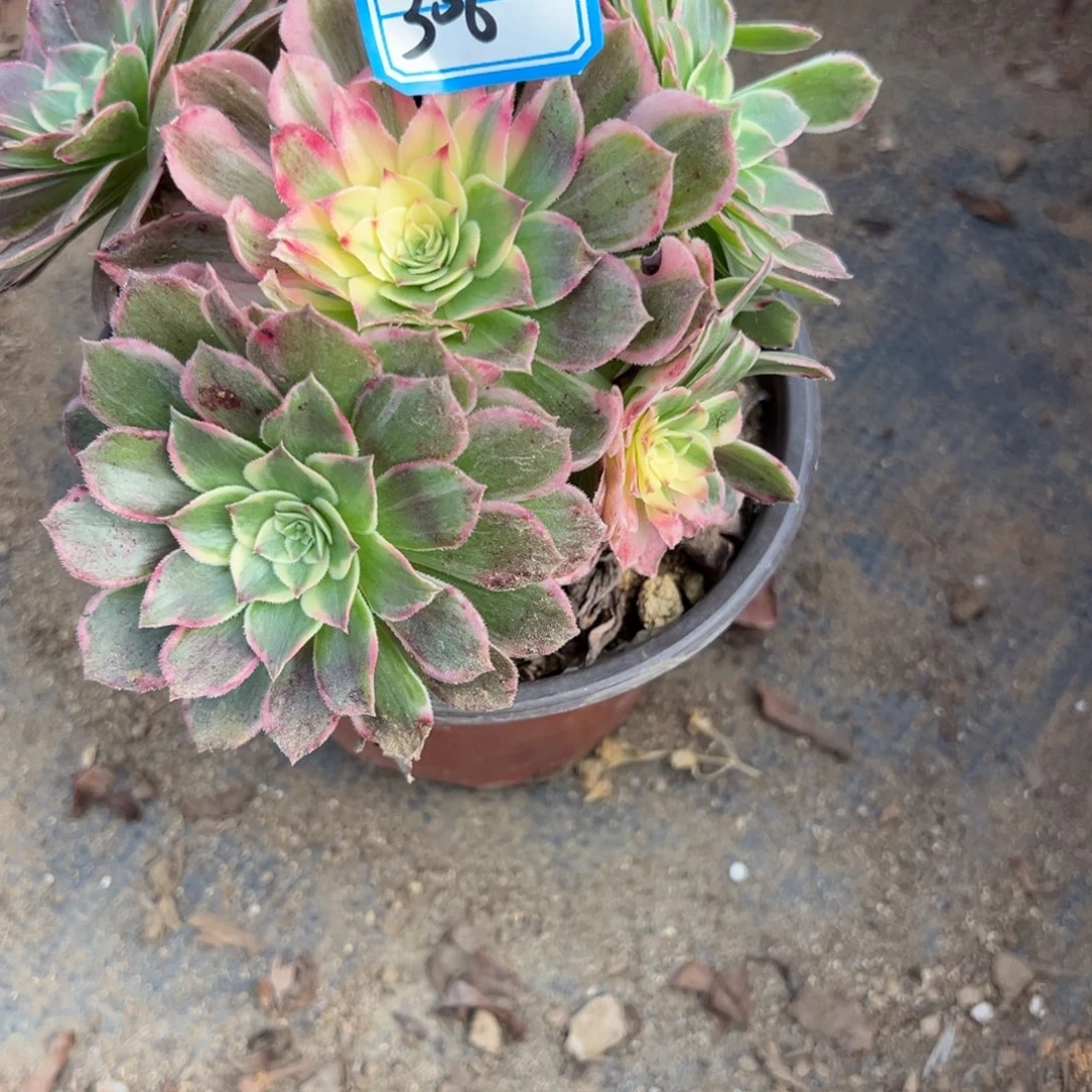 306孔雀翎多肉植物法师多肉