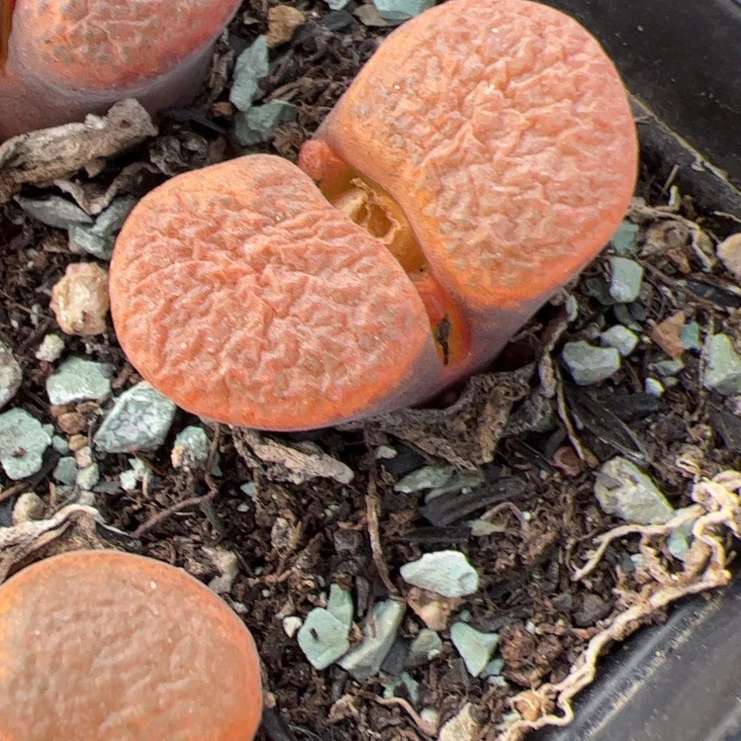 风铃 多肉植物多肉植物