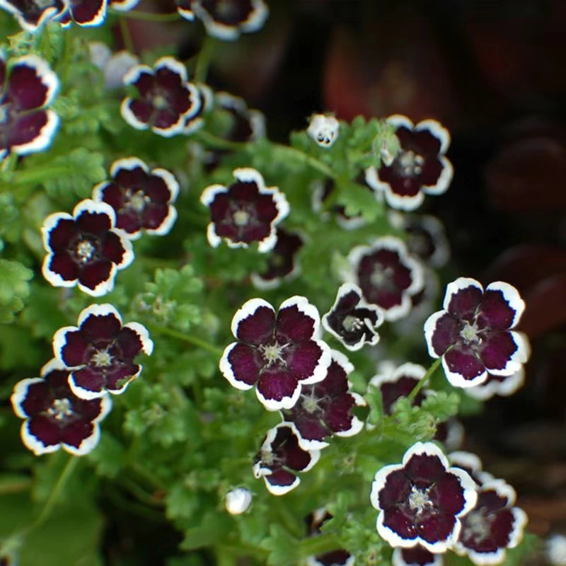 日本进口喜林草黑便士粉蝶花开花易活庭院花卉盆栽