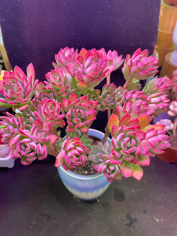 沙漠玫瑰（不带盆）多肉植物